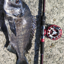 チヌにスズキにキビレ