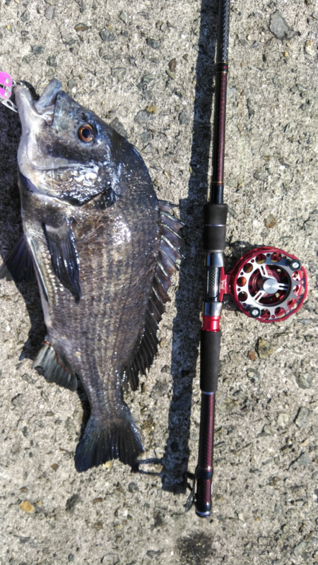 チヌにスズキにキビレ