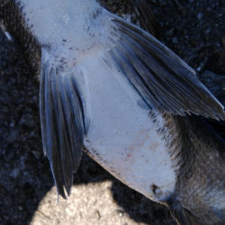 あきらめかけたその時！ドンッ！