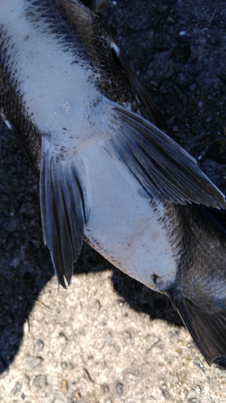 あきらめかけたその時！ドンッ！