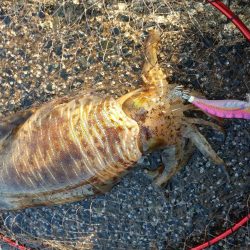 春アオリエギング好調