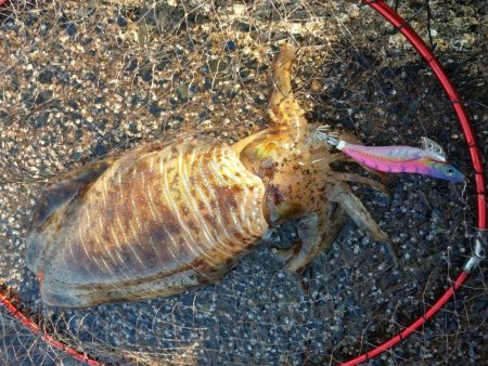 春アオリエギング好調