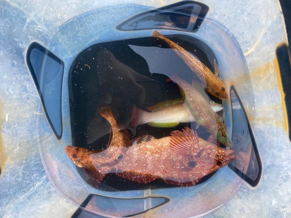 いろんなおさかな