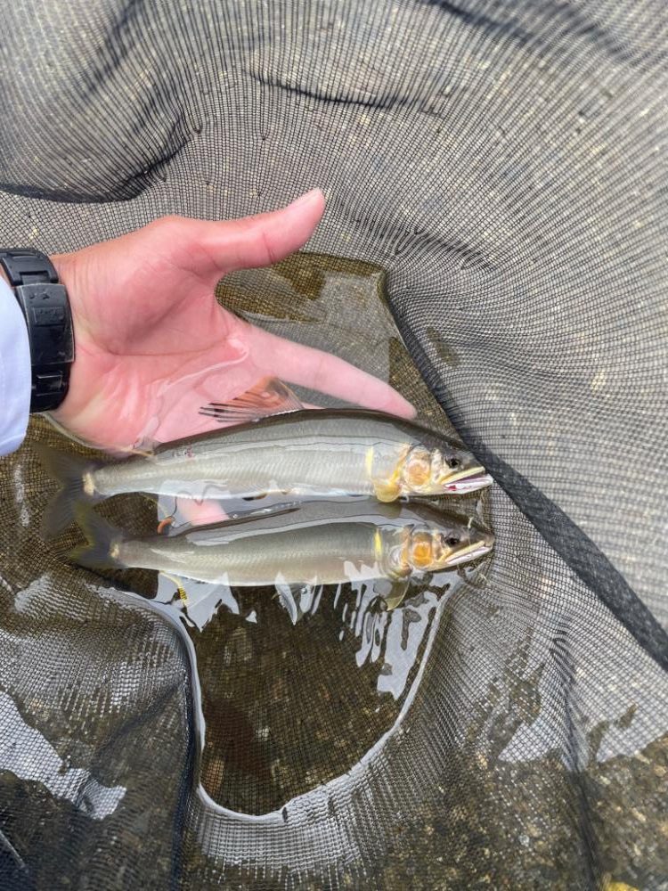 鮎シーズン本格始動‼︎