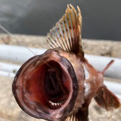 青イソメで根魚