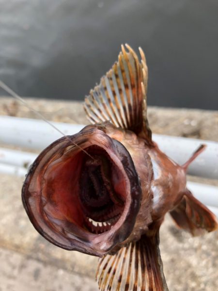 青イソメで根魚