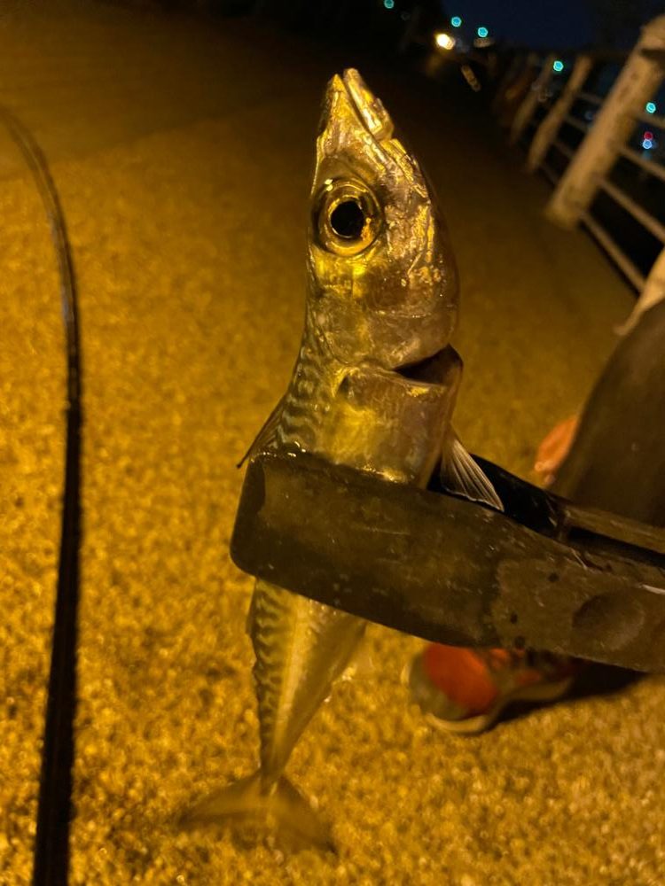 久しぶりに魚が釣れました