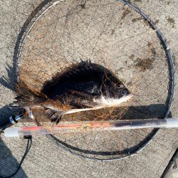 波止フカセで年無しチヌ狙い。