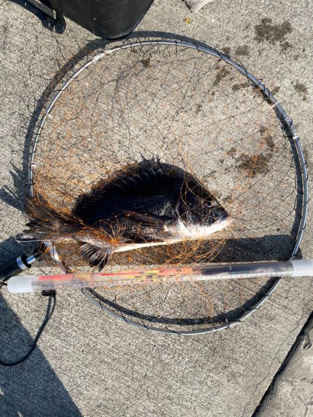 波止フカセで年無しチヌ狙い。