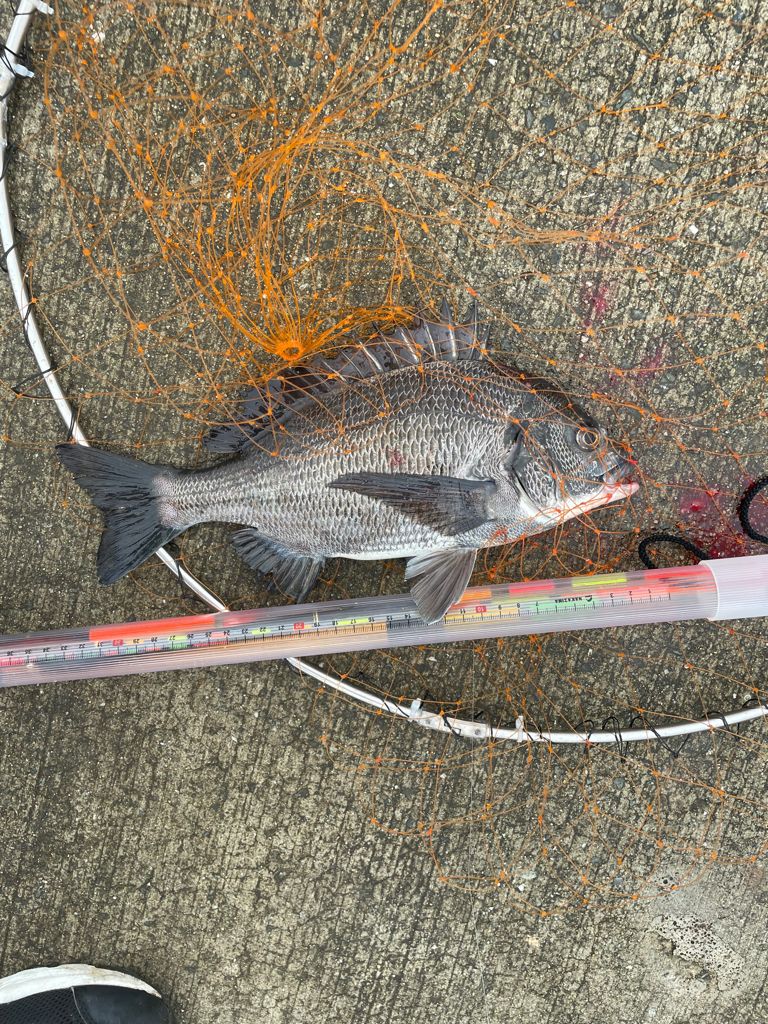 波止フカセでチヌ。 海亀出現！