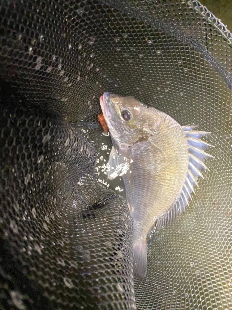 薄まってきたカフェオレチニング