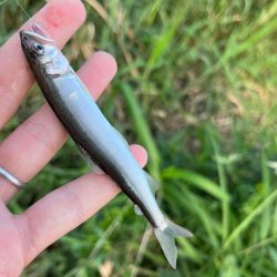 コアユ、ニゴイ、ハス