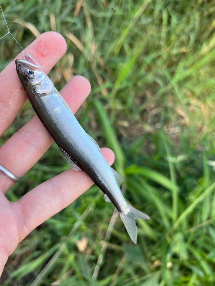 コアユ、ニゴイ、ハス