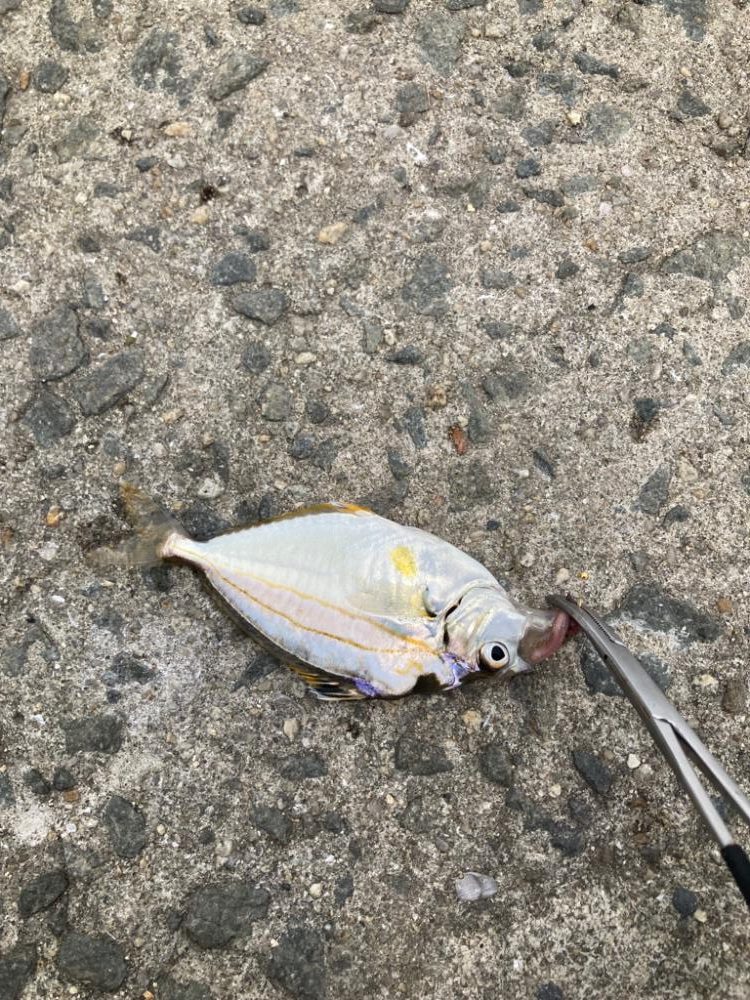 ちょい投げ釣り