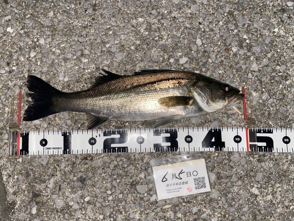 釣り始め50分でハネ。