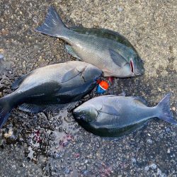 釣研FG和歌山県支部親睦磯釣り大会