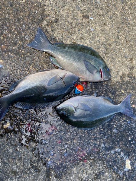 釣研FG和歌山県支部親睦磯釣り大会