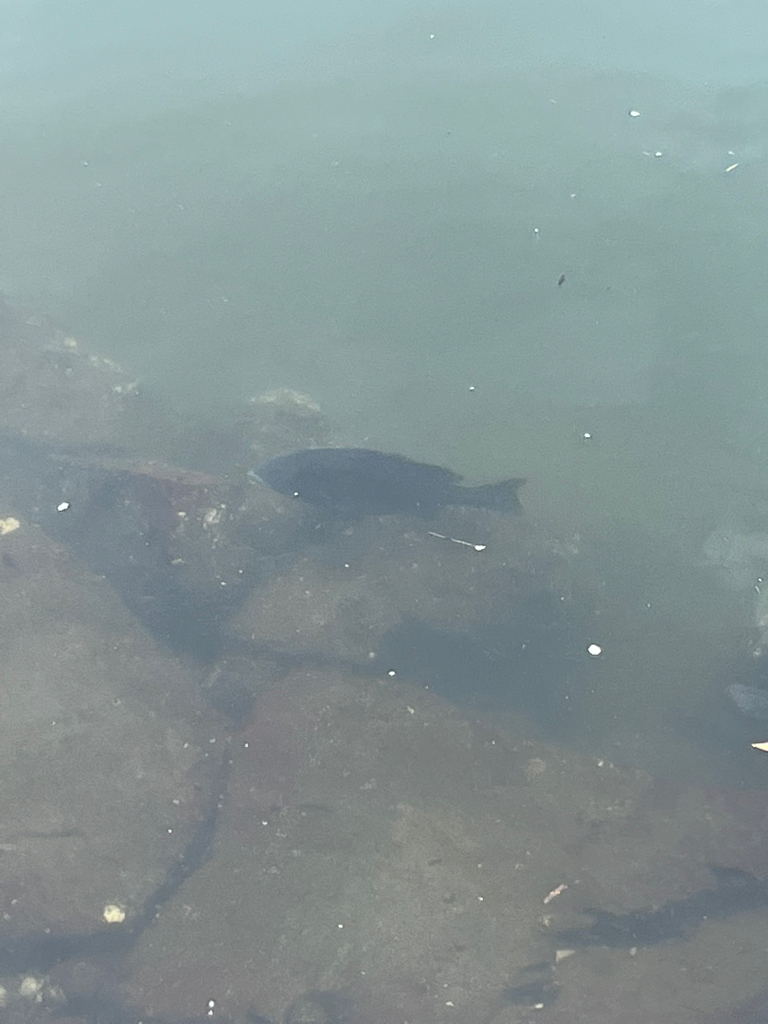 リベンジ成功？