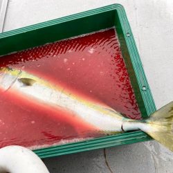 アジ不在。でもメバルは裏切らないにゃ。