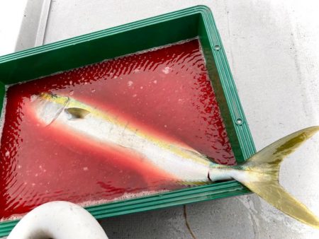 アジ不在。でもメバルは裏切らないにゃ。