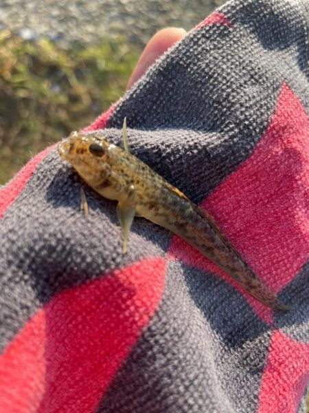 久しぶりのキス釣り