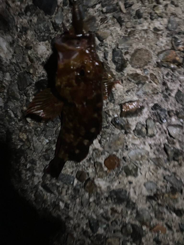 メバルは高活性