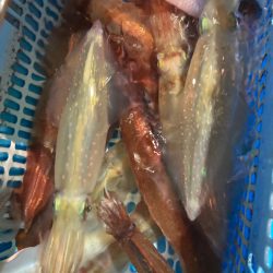 １５日マイカ半夜便