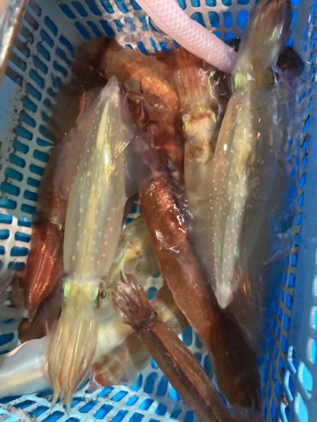 １５日マイカ半夜便