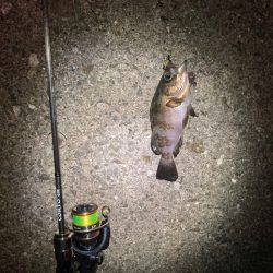 寄り道メバリング