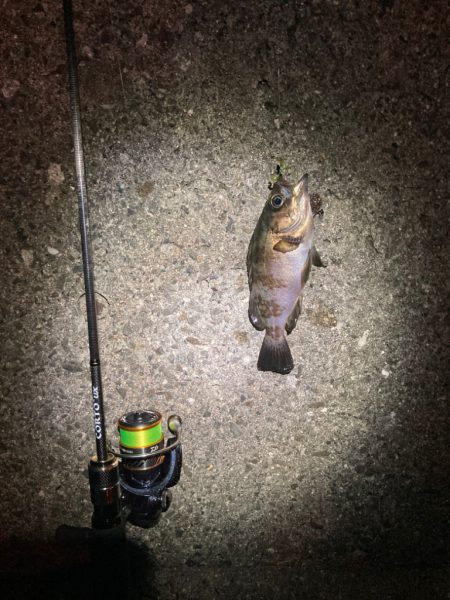 寄り道メバリング