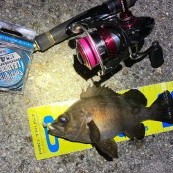 好調続く明石のメバリング