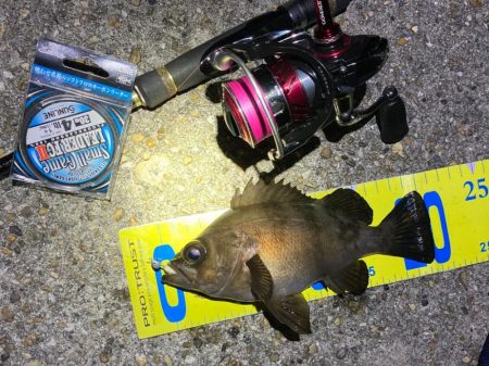 好調続く明石のメバリング