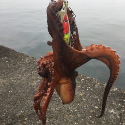 自作タコエギを使って