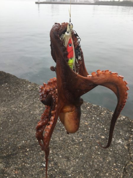 自作タコエギを使って