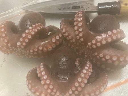 タコも魅力するスクイッドジャンキー