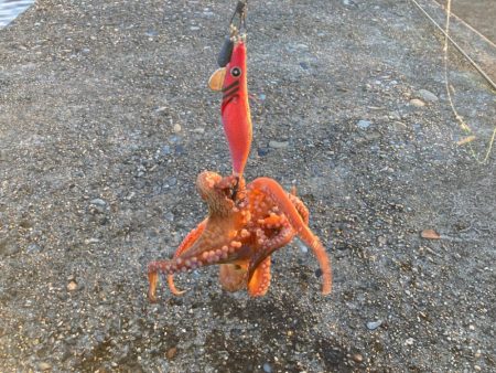 タコ釣りのカラーローテ難しいにゃ。