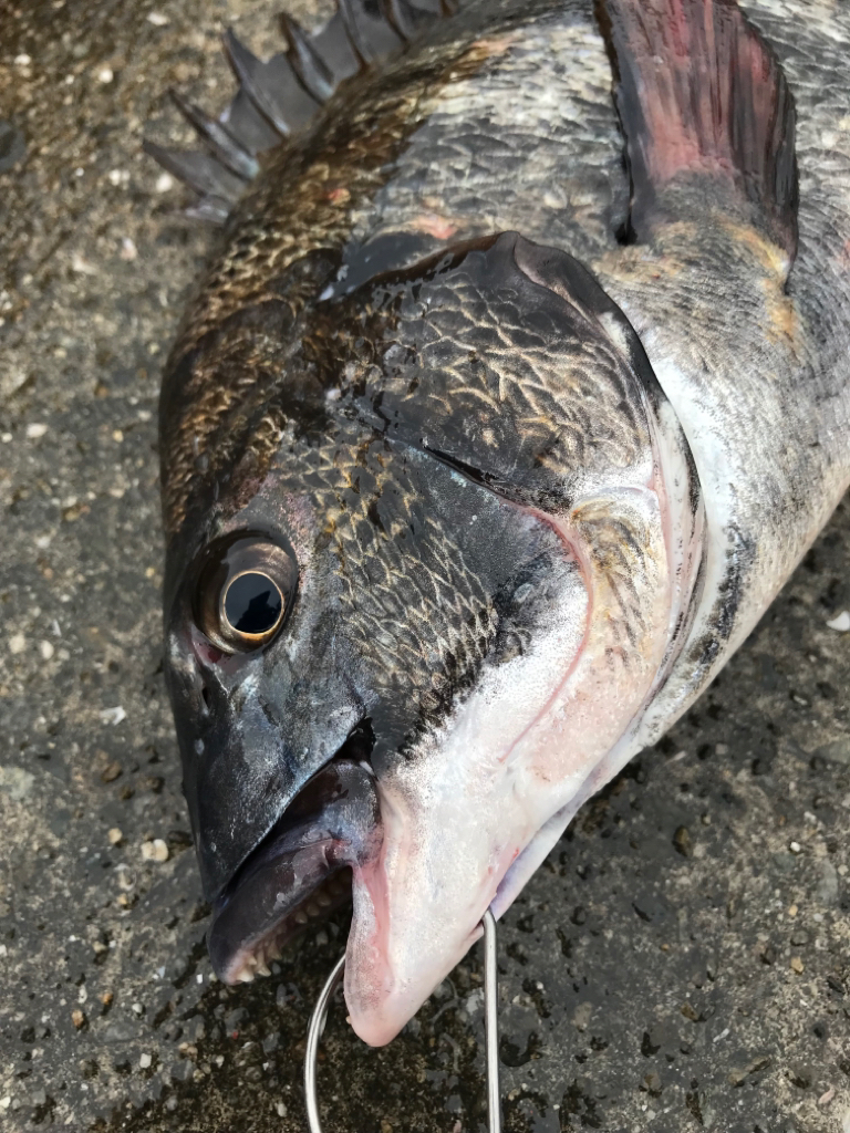 ヘチ釣り朝活！