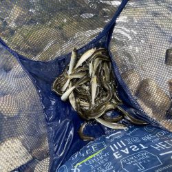 芹川での小鮎釣り