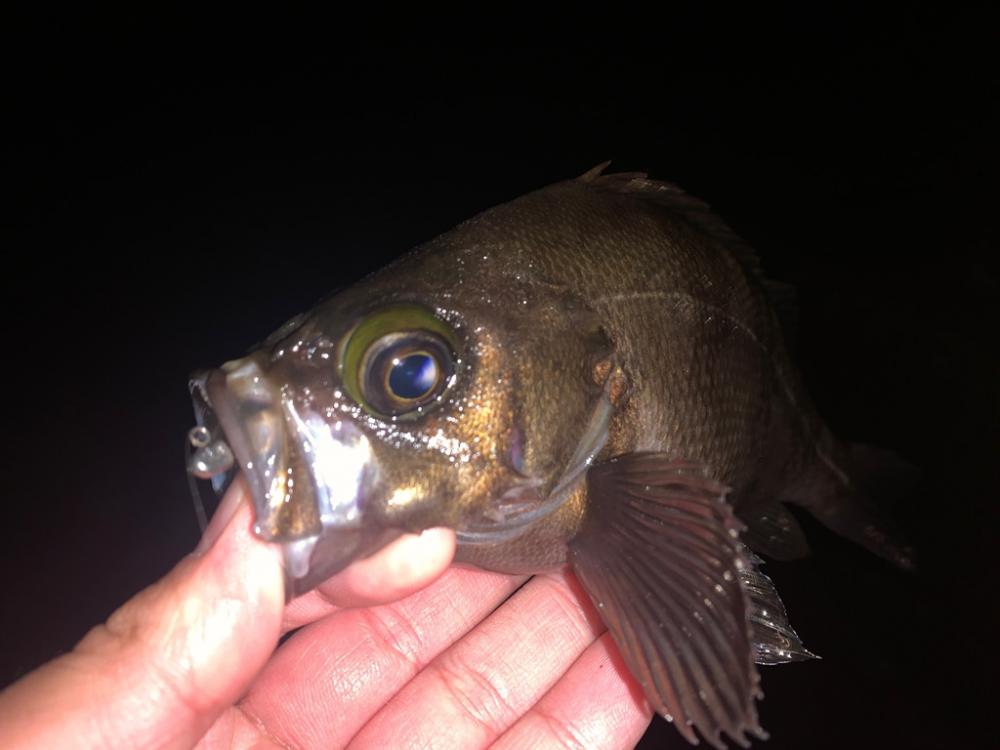 アジングがメバリングに🤔