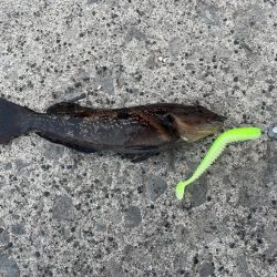 6月22日ヒラメ釣行!