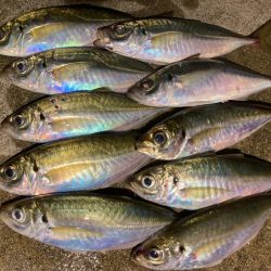 なんとか、ポツポツ釣れた！