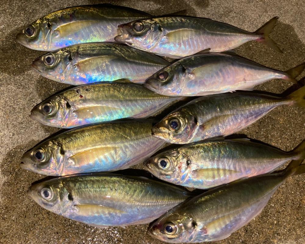 なんとか、ポツポツ釣れた!