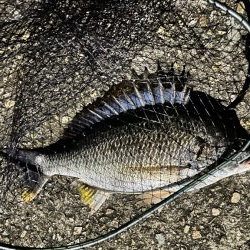 久々のシーバス