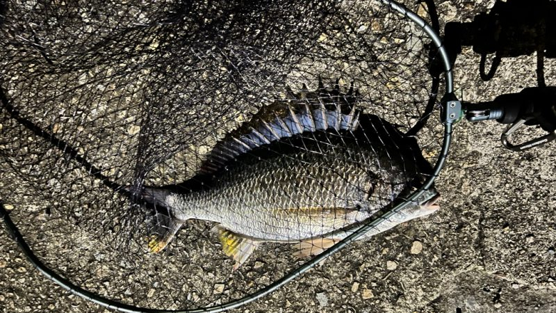 久々のシーバス