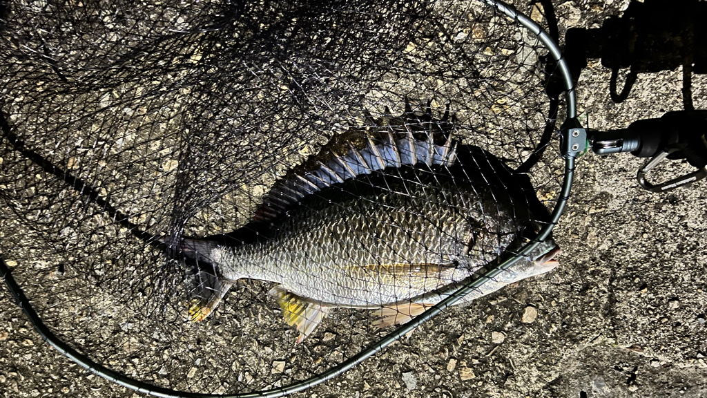 久々のシーバス