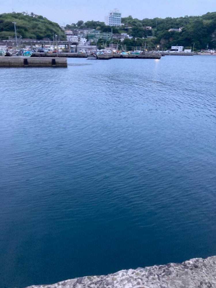 久しぶりのアジ