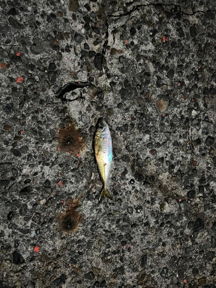 アジ爆釣でした