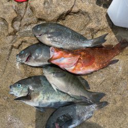 大藻路でクロ釣り❗️