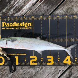 やっと釣果が出て…