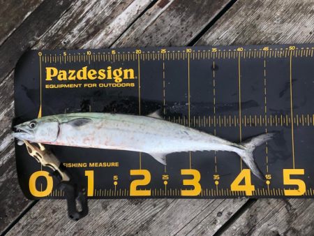 やっと釣果が出て…